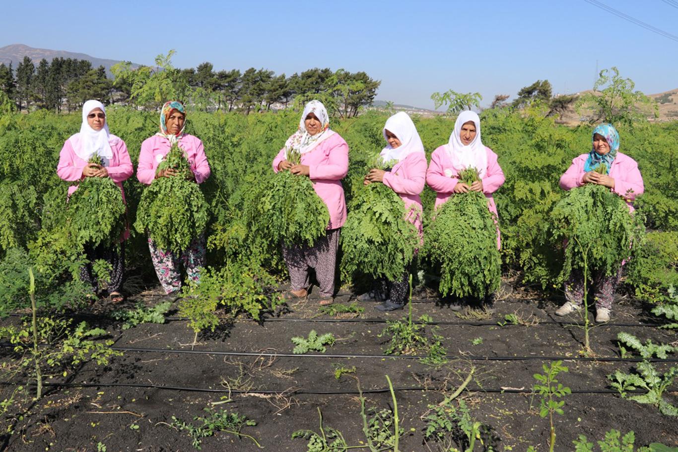 300'den fazla hastalığa iyi gelen moringa bitkisinin hasadı başladı